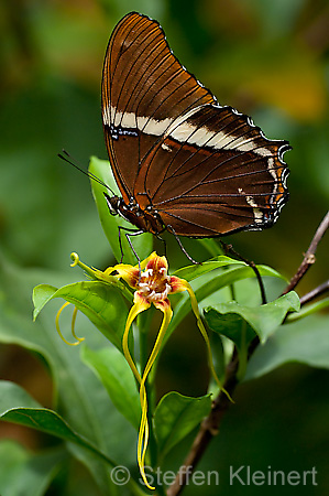 195 Schokoladenfalter - Siproeta epaphus